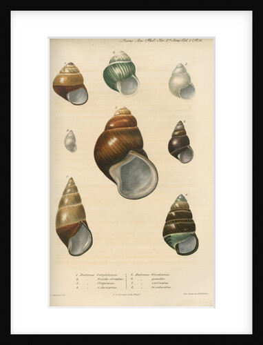 Freshwater snail shells by Peter S Duval