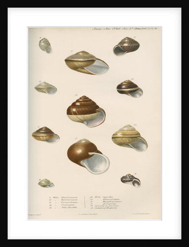 Land snail shells by Peter S Duval