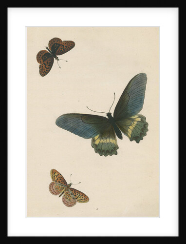 Butterflies of North and South America by Maria Eleonora Hochecker