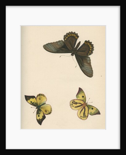 Butterflies of North and South America by Maria Eleonora Hochecker