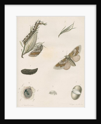 Life cycle of the Pine hawk moth by W Siegrist