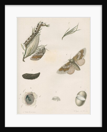 Life cycle of the Pine hawk moth by W Siegrist