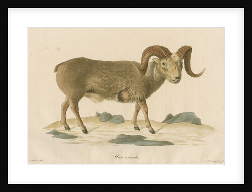 'Ovis nivicola' [Snow sheep] by J Gumpel junior