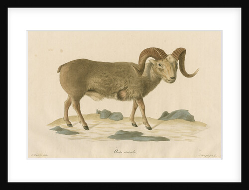 'Ovis nivicola' [Snow sheep] by J Gumpel junior