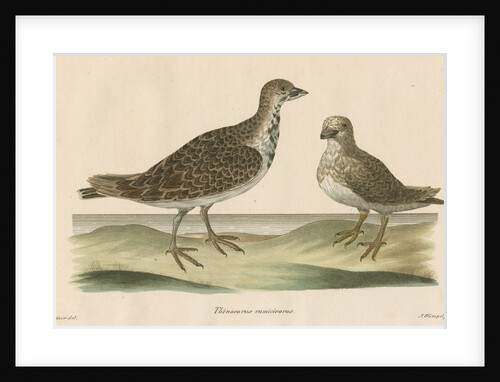 'Thinocorus rumicivorus' [Least seedsnipe] by J Gumpel junior