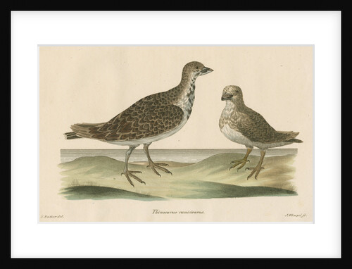 'Thinocorus rumicivorus' [Least seedsnipe] by J Gumpel junior