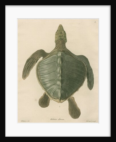 'Chelonia olivacea' [Olive Ridley sea turtle] by J Gumpel junior