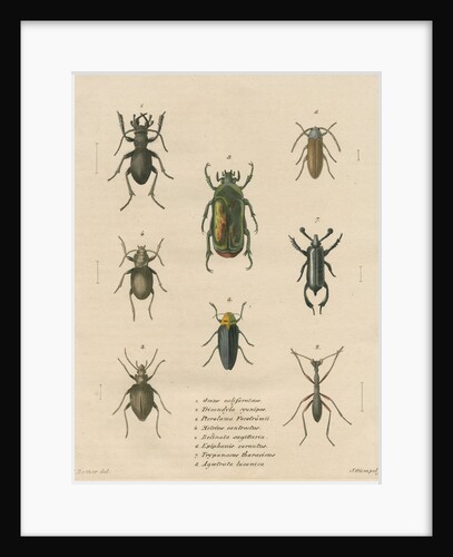 Eight specimens of beetles by J Gumpel junior