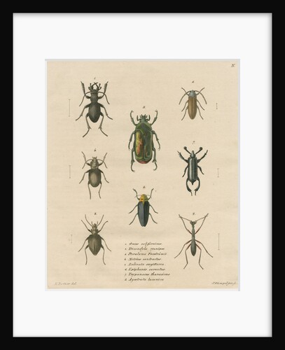 Eight specimens of beetles by J Gumpel junior
