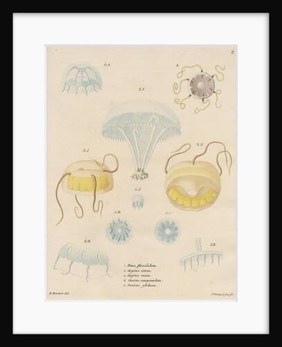Five specimens of hydrozoa by J Gumpel junior