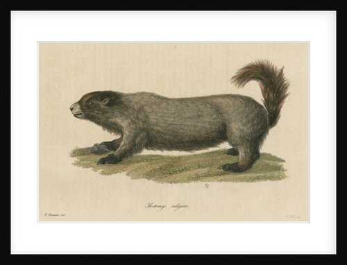 'Arctomys caligata' [Hoary marmot] by C E Weber