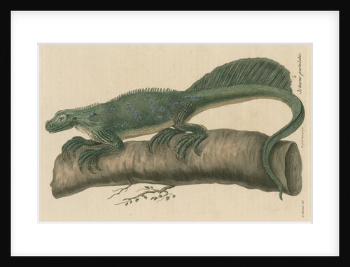 'Istiurus pustulatus' [Philippine sailfin lizard] by Friedrich Guimpel