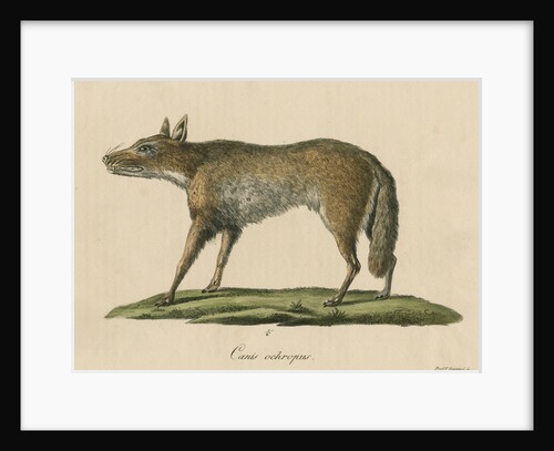 'Canis ochropus' [California valley coyote] by Friedrich Guimpel