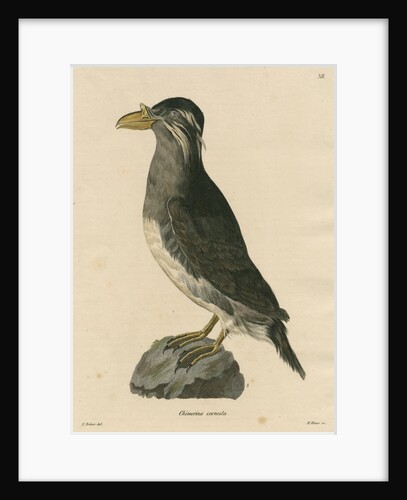 'Chimerina cornuta' [Rhinoceros auklet] by Meno Haas