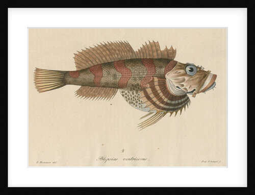 'Blepsias ventricosus' [Red Irish Lord fish] by Friedrich Guimpel