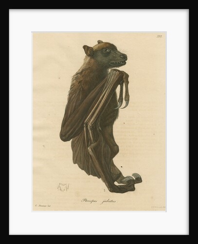 'Pteropus jubatus' [Flying fox] by C E Weber