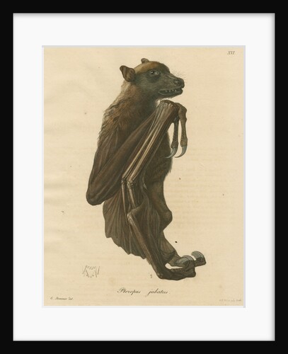 'Pteropus jubatus' [Flying fox] by C E Weber