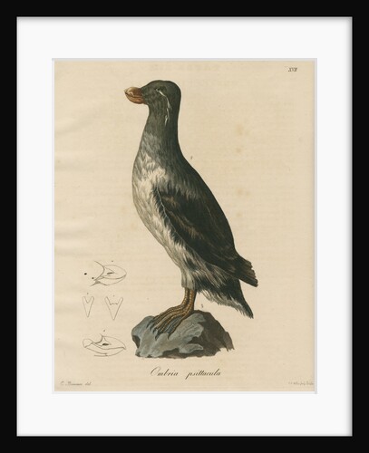 'Ombria psittacula' [Parakeet auklet] by C E Weber