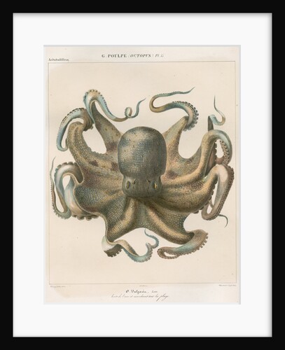 'Octopus vulagaris' [Common octopus] by Antoine Toussaint de Chazal