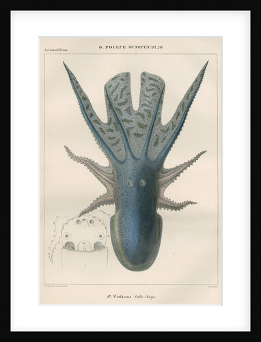'Octopus violaceus' [Violet blanket octopus] by Antoine Toussaint de Chazal