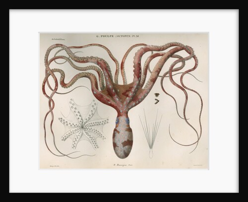 'Octopus macropus' [Atlantic white-spotted octopus] by Antoine Toussaint de Chazal