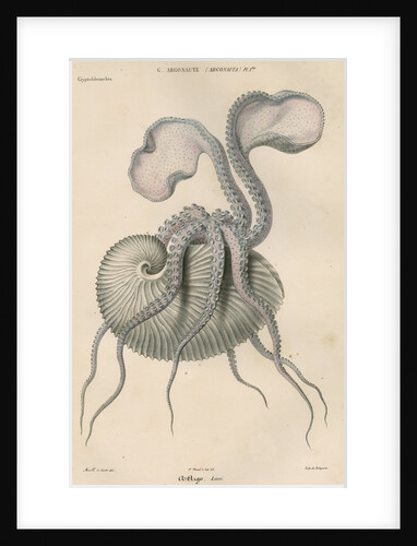 'Argonauta argo' [Greater argonaut] by Antoine Toussaint de Chazal