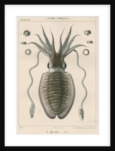 'Sepia officianalia' [Common cuttlefish] by Werner
