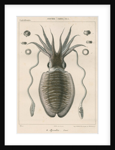 'Sepia officianalia' [Common cuttlefish] by Werner
