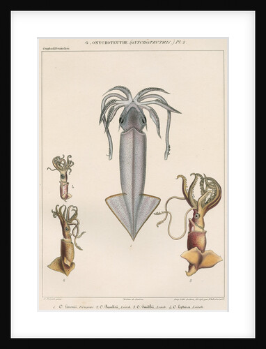 Studies of four varieties of squid by Benard