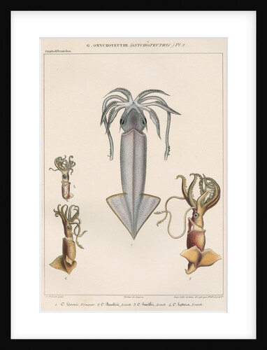 Studies of four varieties of squid by Benard