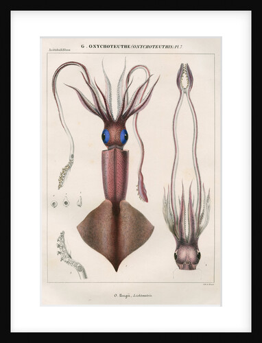 'Onychoteuthe bergii' [Clubhook squid] by Benard