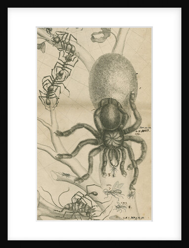 'Leaf cutter ants and spider' by Joseph Mulder
