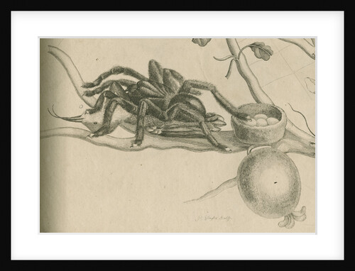 'Bird-eating spider with humming bird' by Joseph Mulder