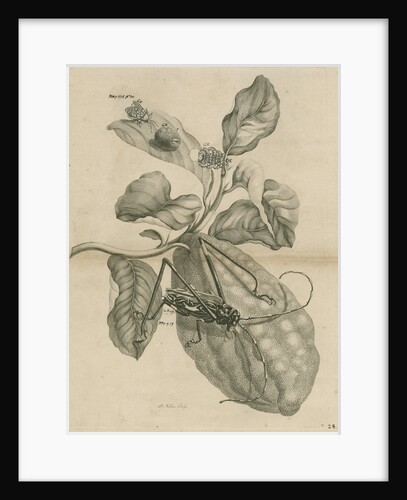 'Harlequin beetle on citron fruit' by Joseph Mulder