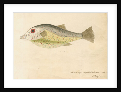 Comoros 'electric fish' by William Paterson