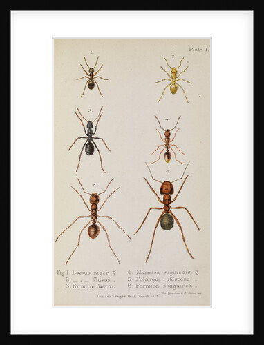 Six species of ant Six species of ant by West