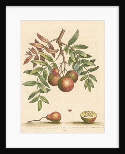 'The apple-service' [Sorb apple] by George Edwards