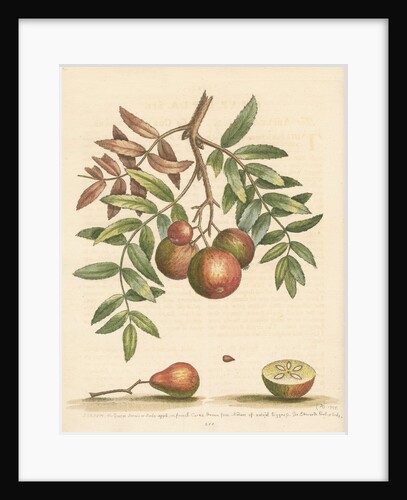 'The apple-service' [Sorb apple] by George Edwards