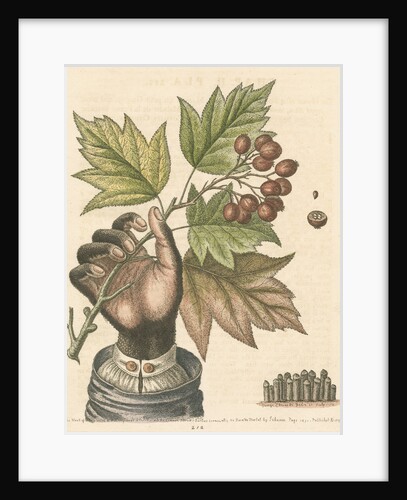 'The hand of a boy with a distempered skin, and a branch of the common Service Tree' by George Edwards