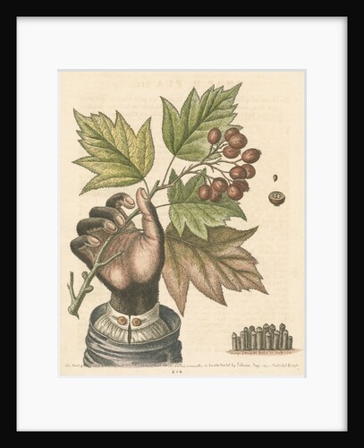 'The hand of a boy with a distempered skin, and a branch of the common Service Tree' by George Edwards
