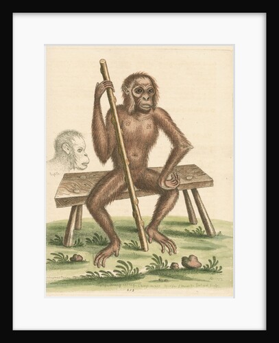 'The man of the woods' [Orangutan] by George Edwards