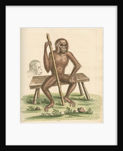 'The man of the woods' [Orangutan] by George Edwards