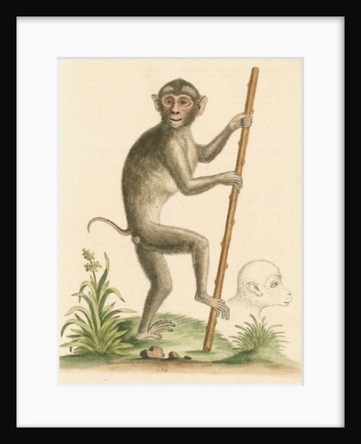 'The pig-tailed monkey from the Island of Sumatra...' [Pig tailed macaque] by George Edwards
