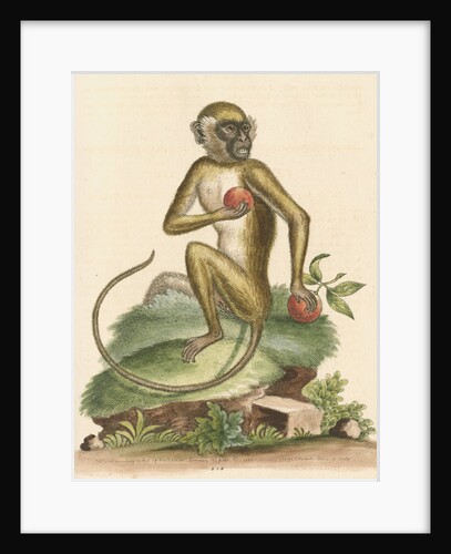 'The St Jago monkey' [Green monkey] by George Edwards