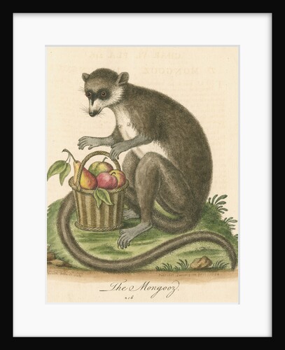 'The Mongooz' [Lemur] by George Edwards