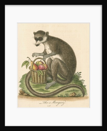 'The Mongooz' [Lemur] by George Edwards