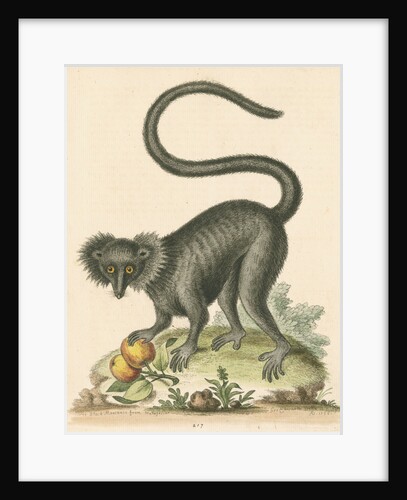 'The Black Maucauco' [Black lemur] by George Edwards