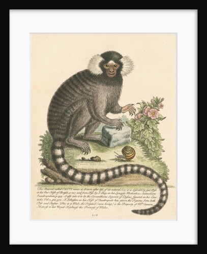 'The Sanglin, or Cagui minor' [Common marmoset] by George Edwards