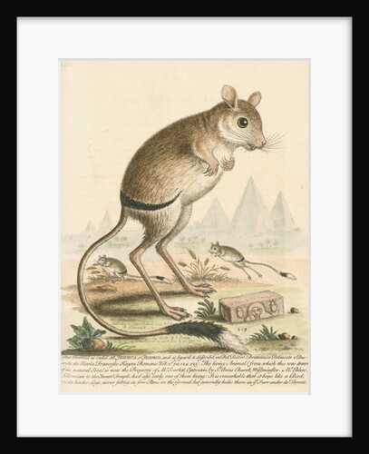 'The Gerbua' [Greater Egyptian jerboa] by George Edwards