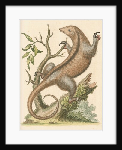 'The Little Ant-Eater' [Silky anteater ?] by George Edwards